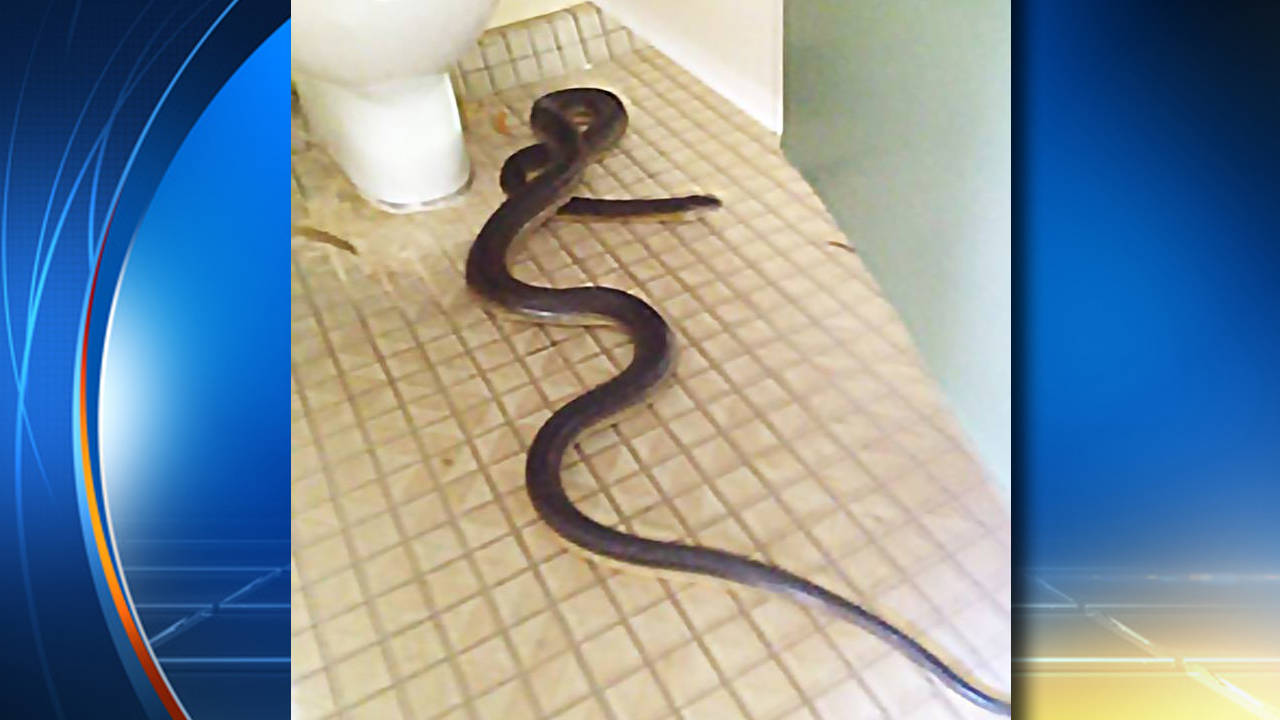 Какают ли змей. Змеи в унитазе в квартире. Змея заползла в кровать.