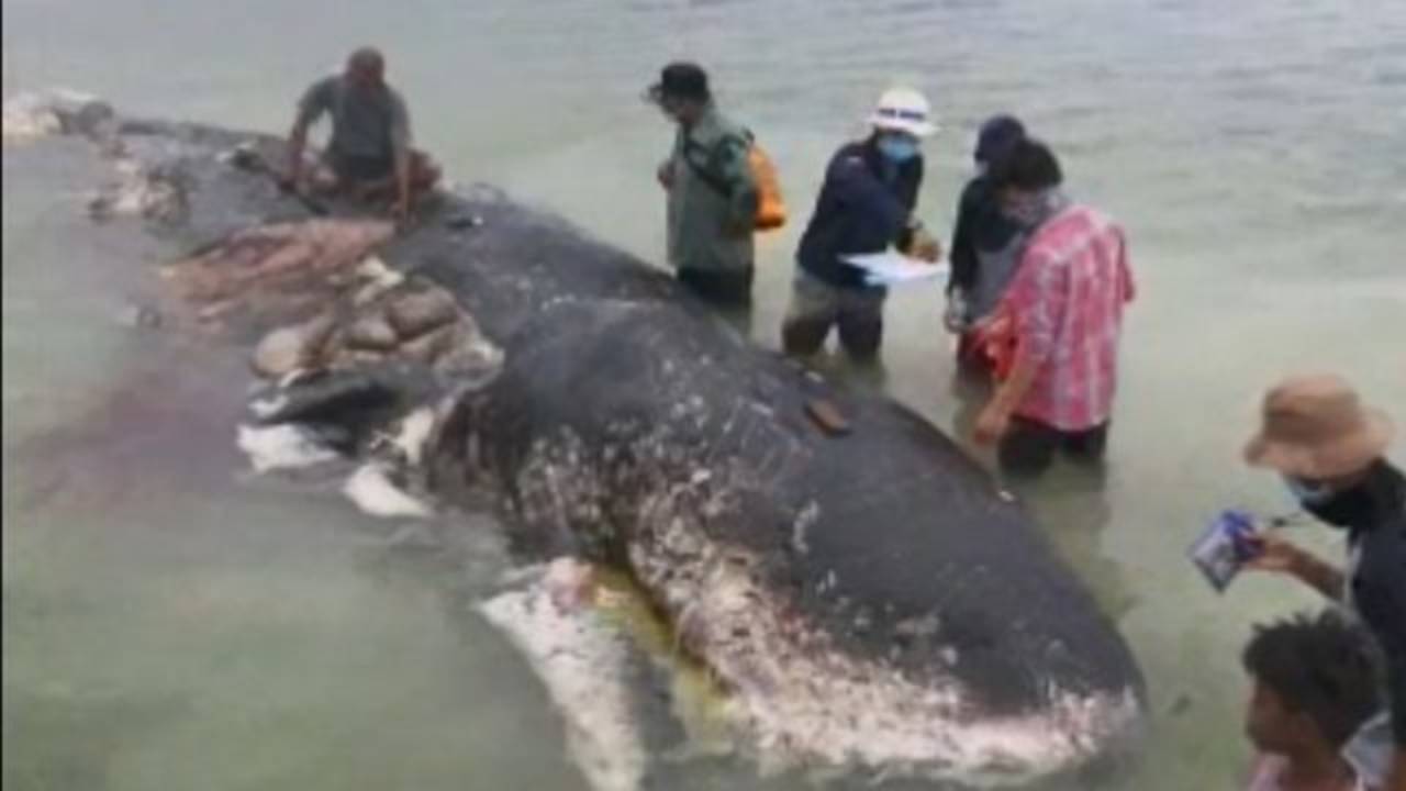 Dead whale on Indonesian shore