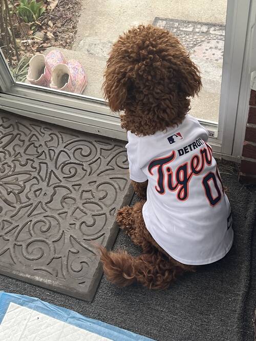 Detroit tigers dog jersey on sale