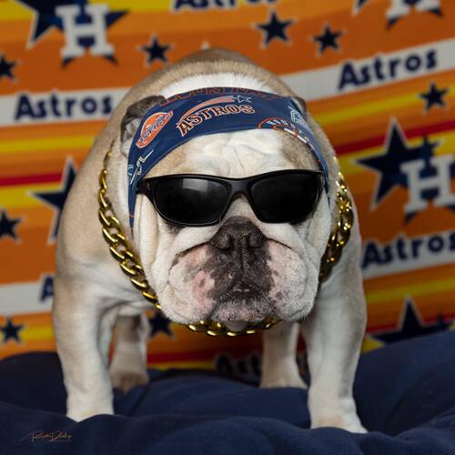 Houston Astro Pet Hat Astros Dog Hat Astros Cat Hat Astros 