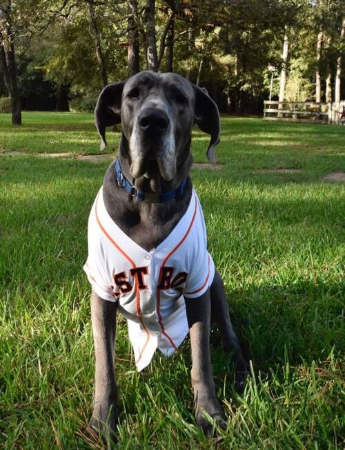 Houston Astros MLB fans Pet Portraits – Picture Parcel