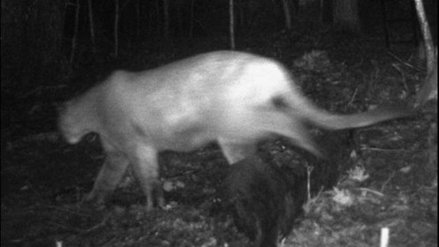 Michigan Dnr Verifies Three Upper Peninsula Cougar Photos 