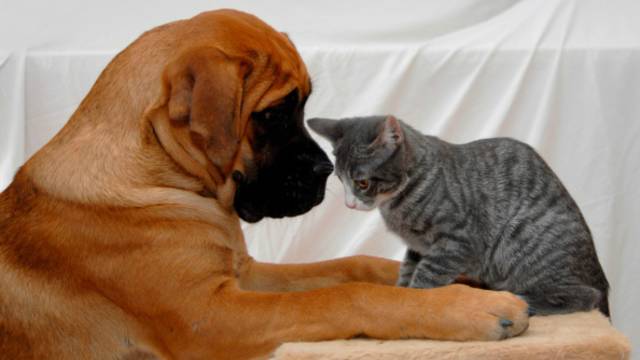 Study: Dogs love their owners 5 times more than cats do