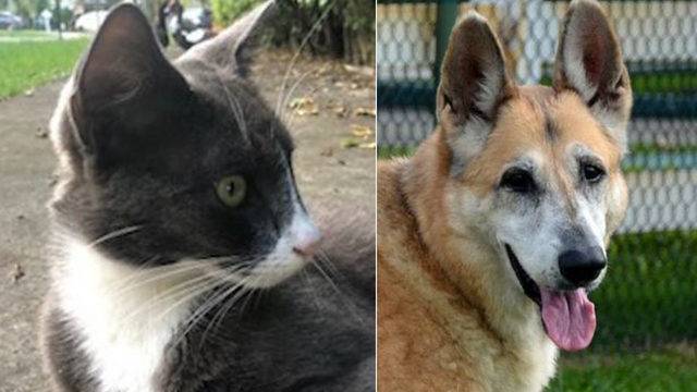 Bill to make it illegal to eat dogs and cats  in the U S 