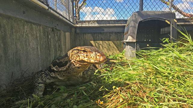 On The Loose For Months Giant Lizard Captured In Davie