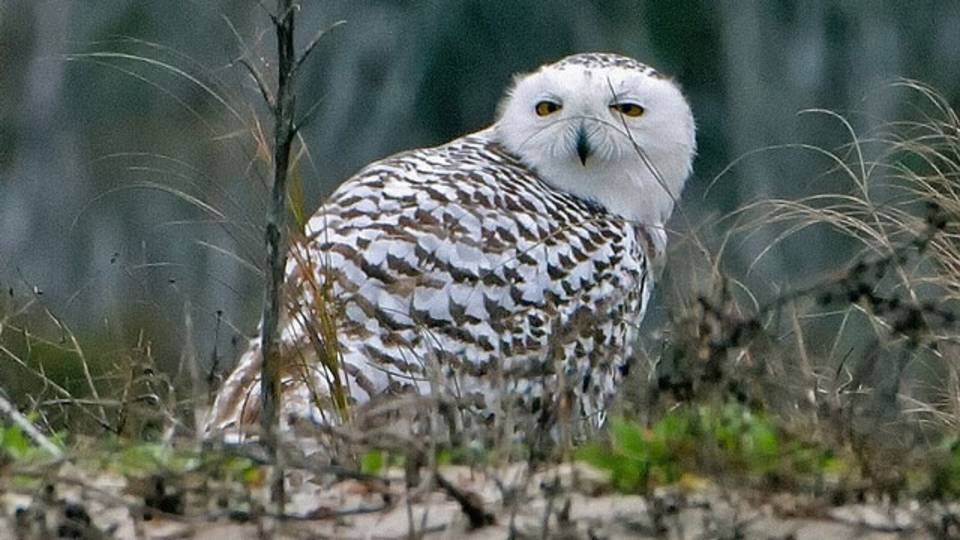 Snowy owl makes rare appearance in Florida