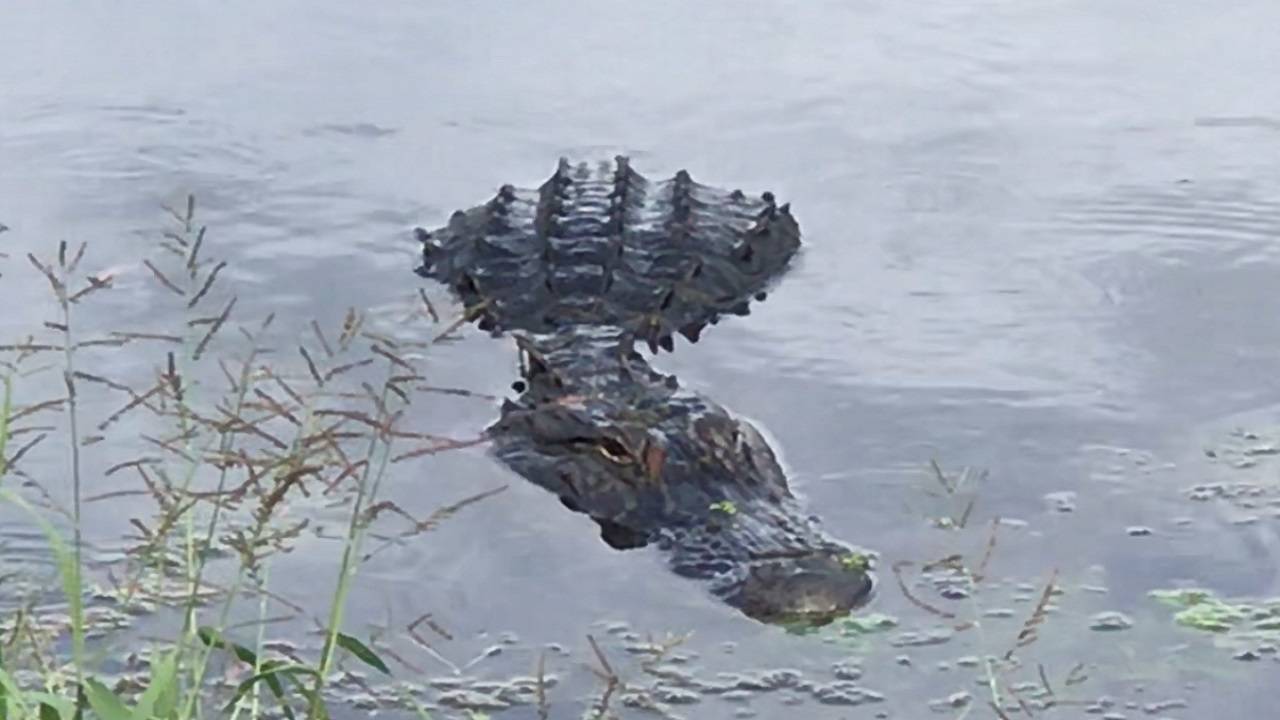 Alligator hunting season begins in Florida
