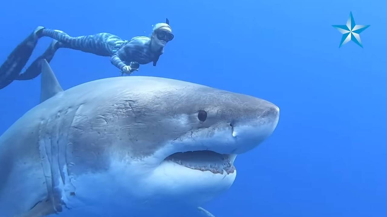 Rare sighting of massive great white shark off Hawaii