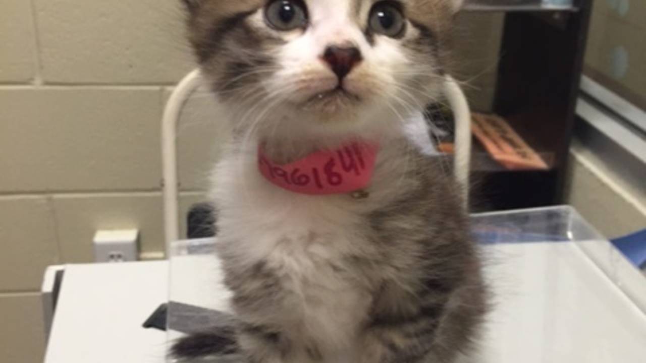 Pet First Aid Tricks