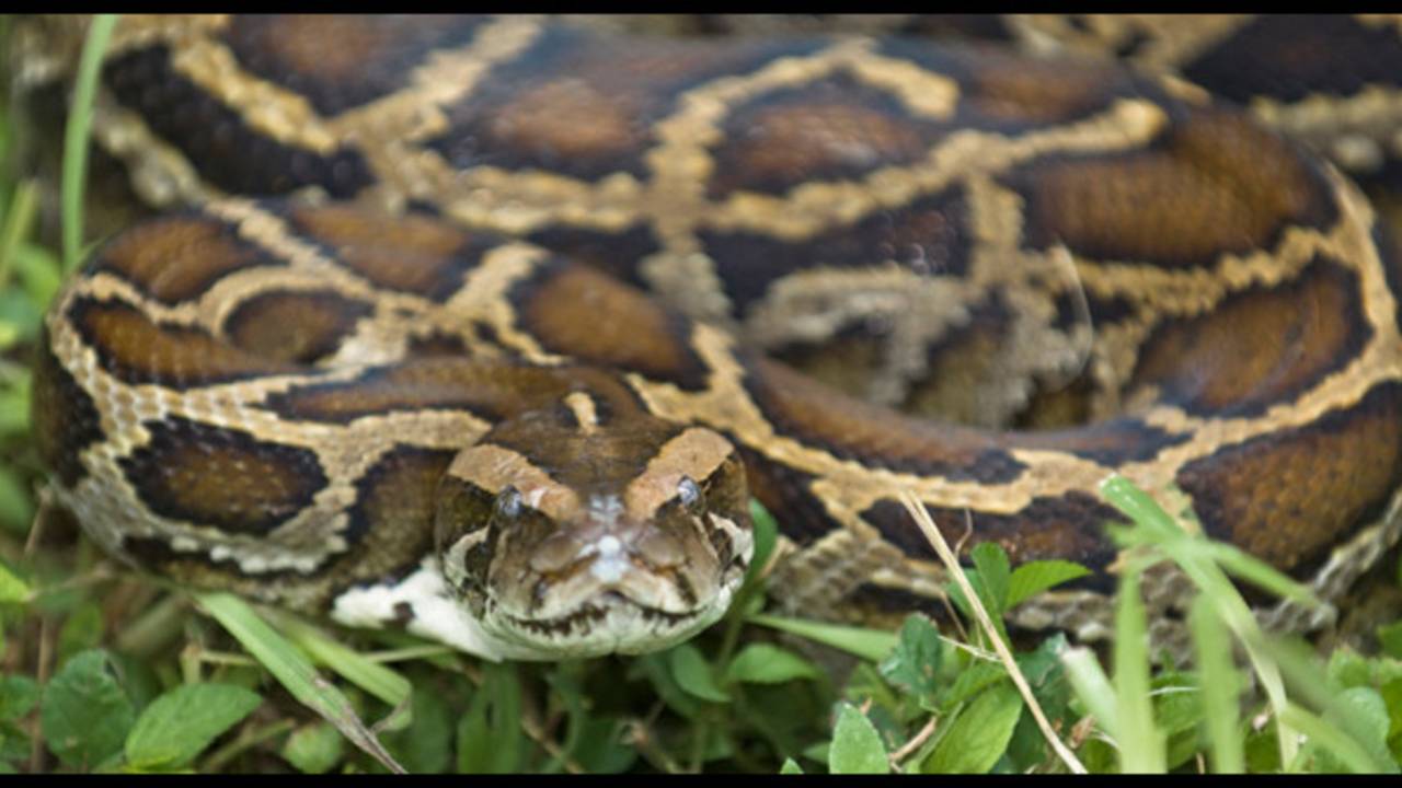 Florida reporter records epic python vs. alligator fight
