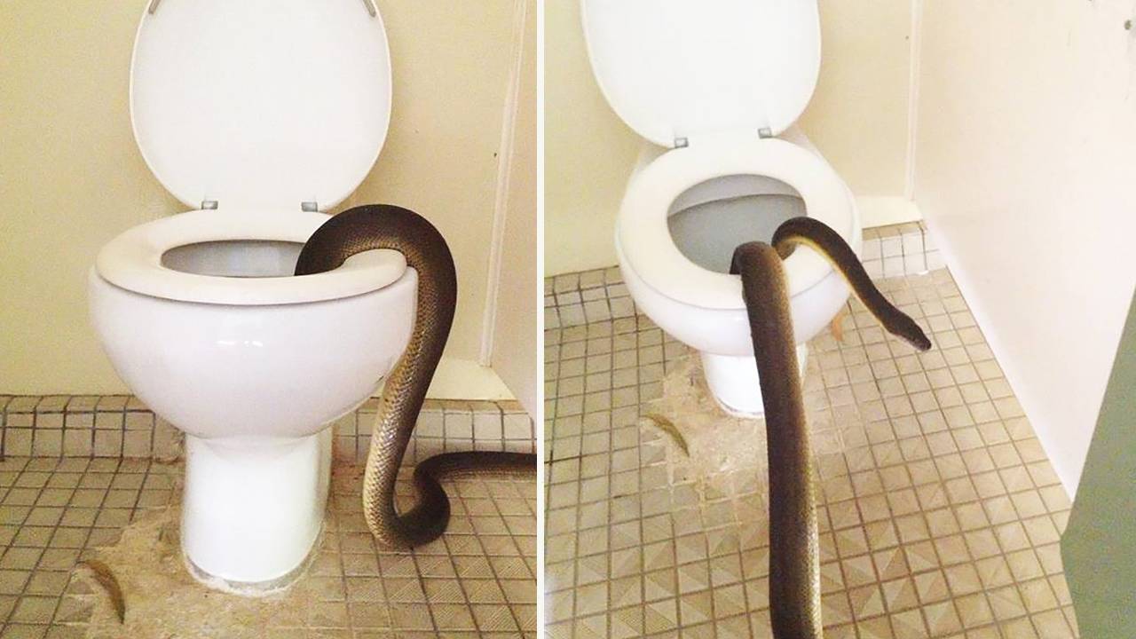 Giant snake found inside Australian national park toilet