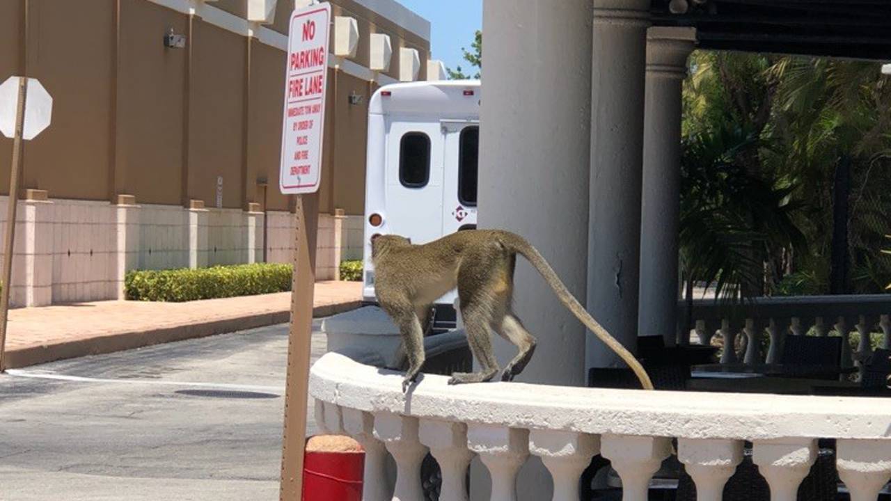 Small Monkey Spotted At Shopping Center In Hallandale Beach