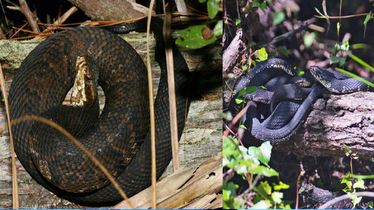 Florida Water Snake Vs Water Moccasin 7 bandedwatersnake 1555957900958 21757759 ver1.0