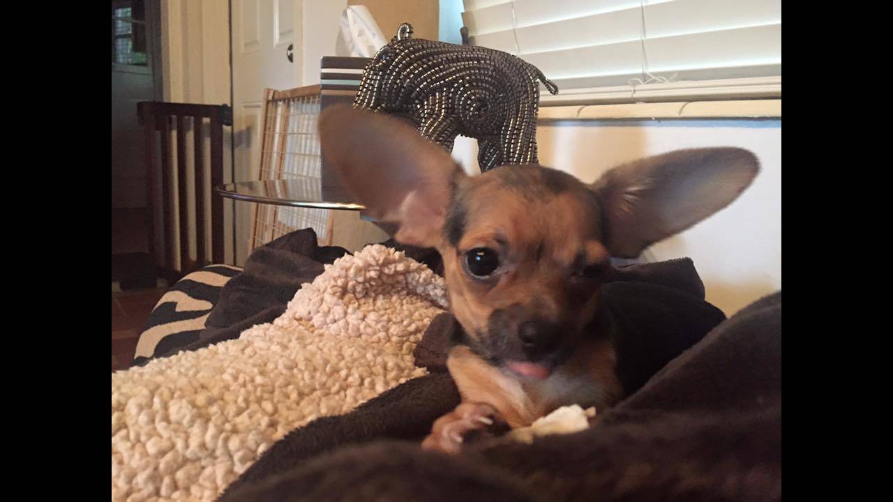 Local 10's Jacey Birch, Trent Aric adopt rescue dog 'Radar'