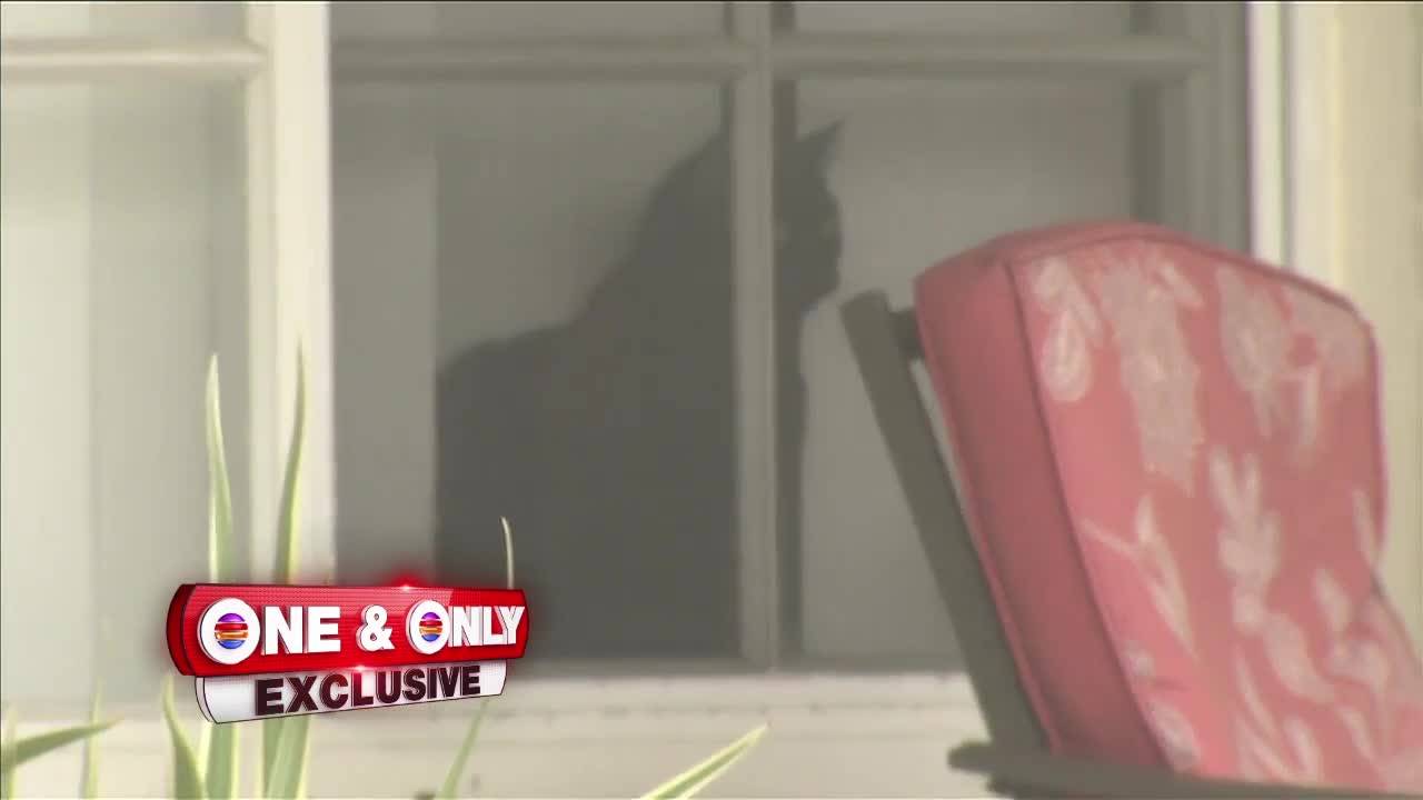 Palmetto Bay Man Shoots Kills 1 Of 2 Dogs Attacking His Cat