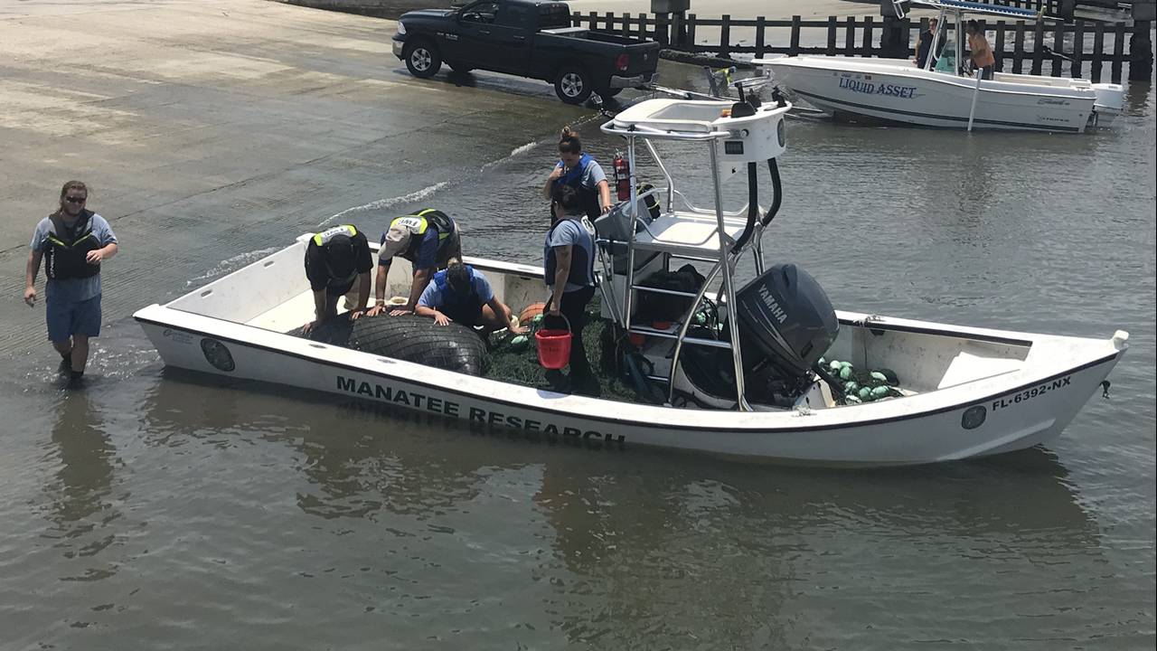 Injured manatee pulled from water near Mayport dies