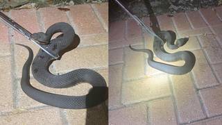 Water Moccasin Bite 7 Water%20moccasin%20that%20bit%20resident%20in%20Pembroke%20Pines%20 1562772261808.jpg 22088028 ver1.0