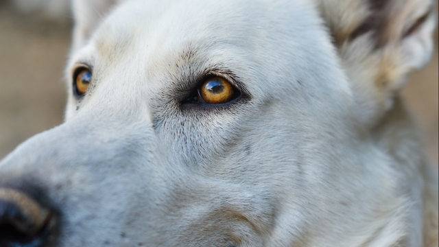 Wisconsin Man Has Limbs Amputated After Dog Lick Leads To