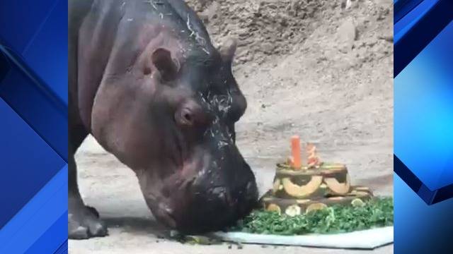 Image result for happy birthday to the hippo at the san antonio zoo