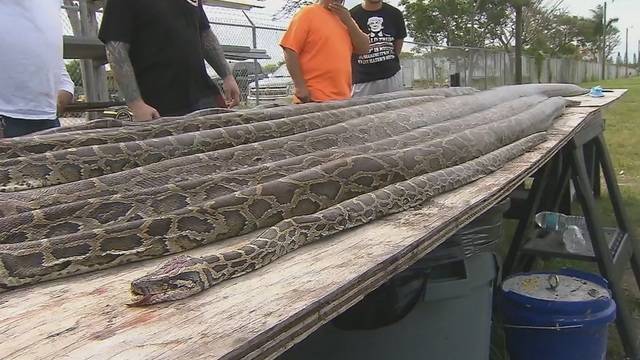Hunters kill 2 miles of Florida's invasive pythons