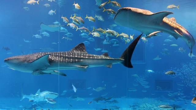 Aquarium_1530976201762.png Aquarium_1530976201762.png