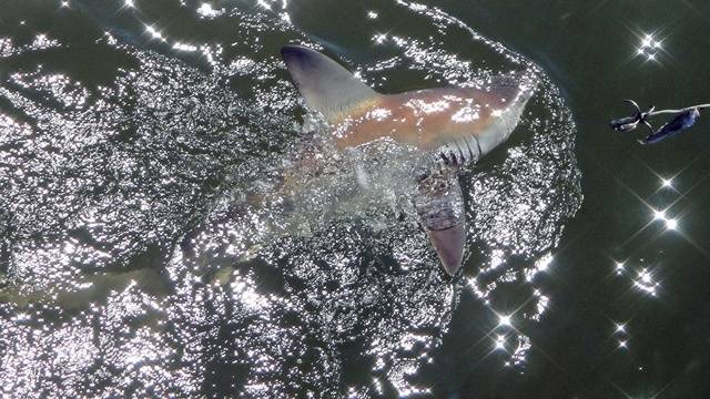 Sharks Spotted Near Jacksonville Beach Pier