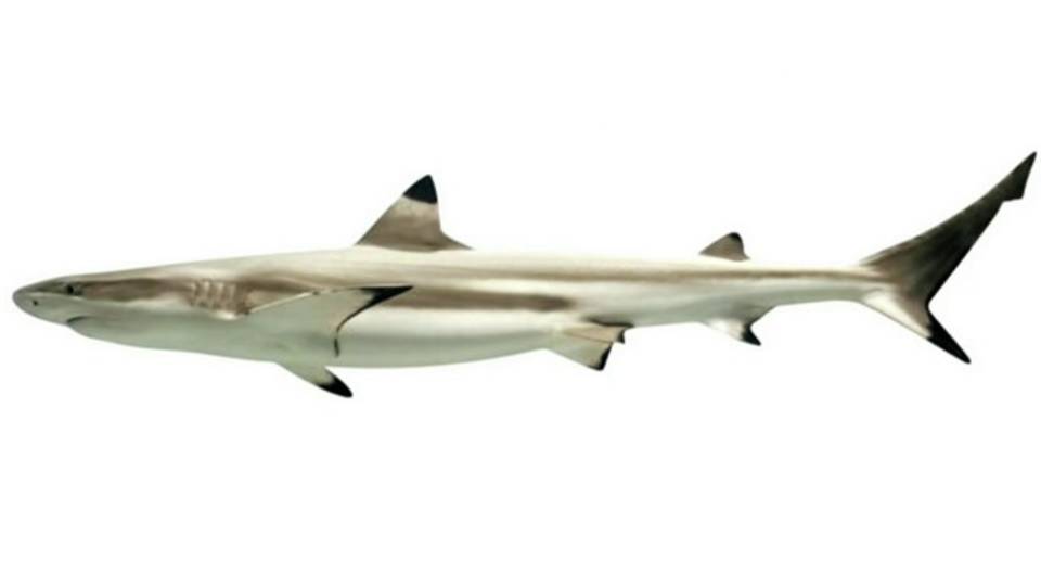 Woman undergoes surgery in South Florida after being bitten by shark in Bahamas20180924162751.jpg Woman undergoes surgery in South Florida after being bitten by shark in Bahamas20180924162751.jpg